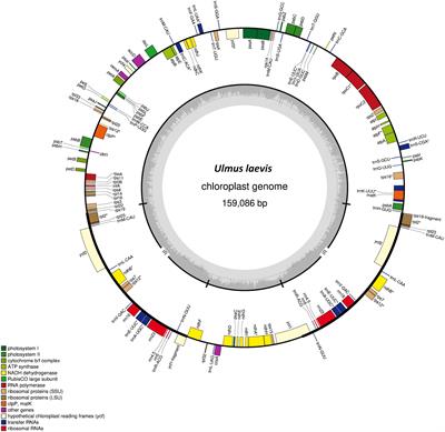 Novel Insights Into Refugia at the Southern Margin of the Distribution Range of the Endangered Species Ulmus laevis